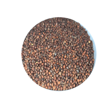 Broccoli seeds - vegetable state
