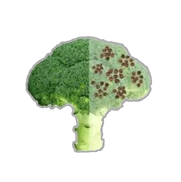 Broccoli sprout seeds - vegetabl