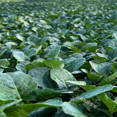 Jiuzhen Biological Yunnan Base