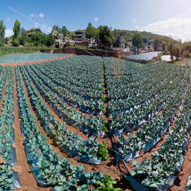 Jiuzhen broccoli planting base in Yunnan