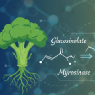 Report on the efficacy of Gluc